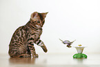 Bengal Kitten