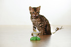 Bengal Kitten