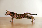 Bengal Kitten
