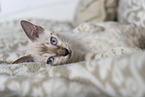 Bengal Cat Kitten