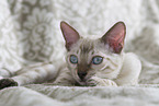 Bengal Cat Kitten