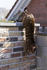 Bengal Cat