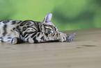Bengal cat
