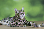 Bengal cat