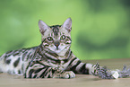 Bengal cat