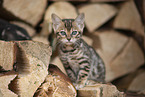 Bengal kitten