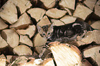 Bengal kitten