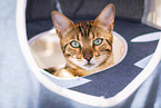 Bengal Cat