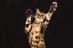 Bengal Cat