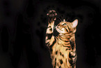 Bengal Cat