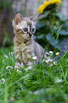 Bengal kitten