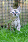 Bengal kitten