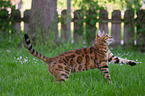 Bengal cat in the garden