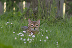 Bengal cat in the garden