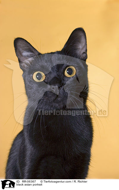 Bombaykatze im Portrait / black asian portrait / RR-06367