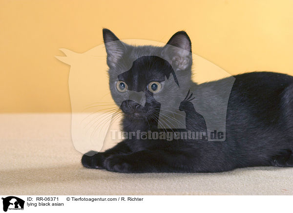 liegende Bombaykatze / lying black asian / RR-06371