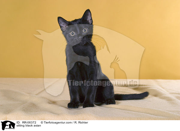 sitzende Bombaykatze / sitting black asian / RR-06372