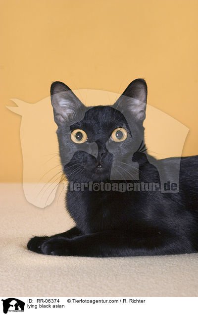 liegende Bombaykatze / lying black asian / RR-06374