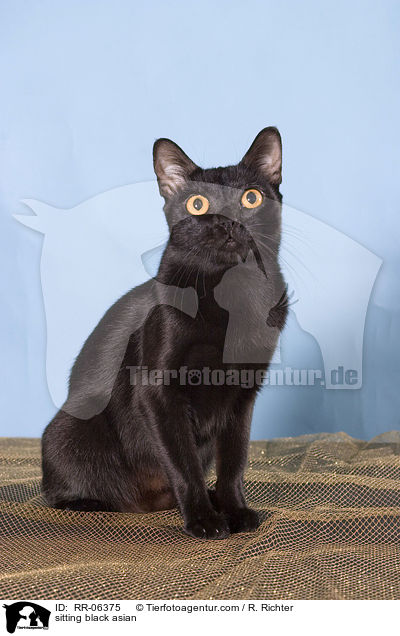 sitzende Bombaykatze / sitting black asian / RR-06375