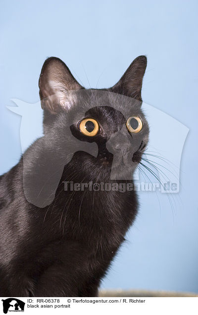 Bombaykatze im Portrait / black asian portrait / RR-06378