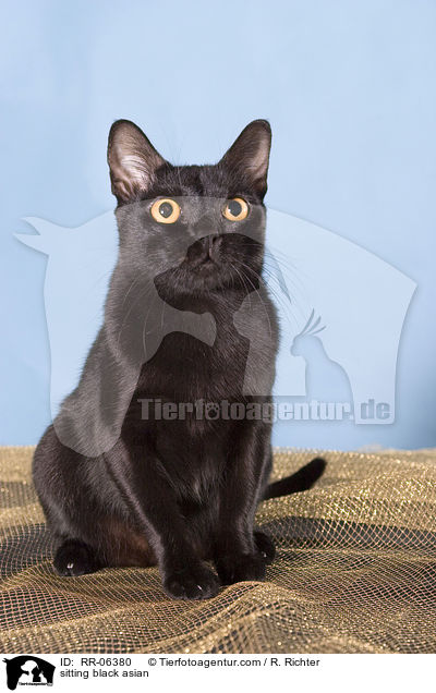 sitzende Bombaykatze / sitting black asian / RR-06380
