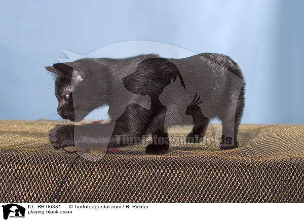 spielende Bombaykatze / playing black asian / RR-06381