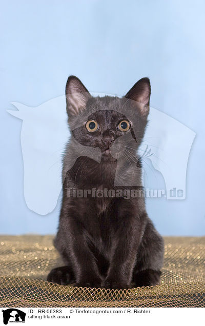 sitzende Bombaykatze / sitting black asian / RR-06383