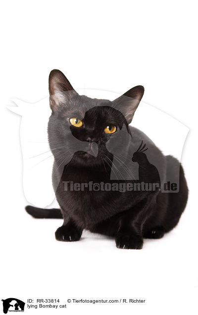 liegende Bombay / lying Bombay cat / RR-33814