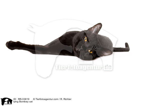 liegende Bombay / lying Bombay cat / RR-33819