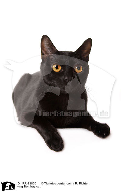 lying Bombay cat / RR-33830
