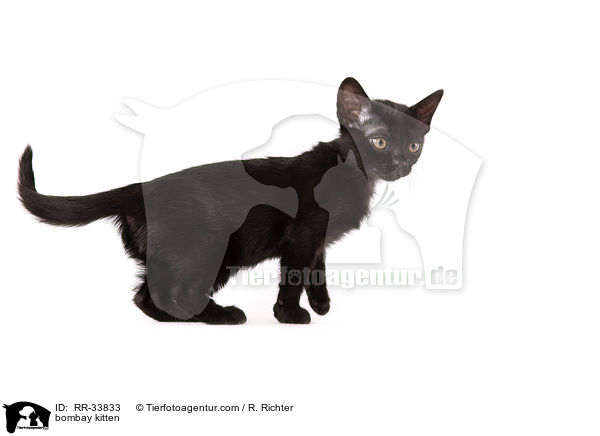 bombay kitten / RR-33833
