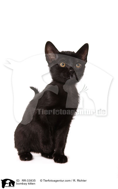 Bombay Ktzchen / bombay kitten / RR-33835