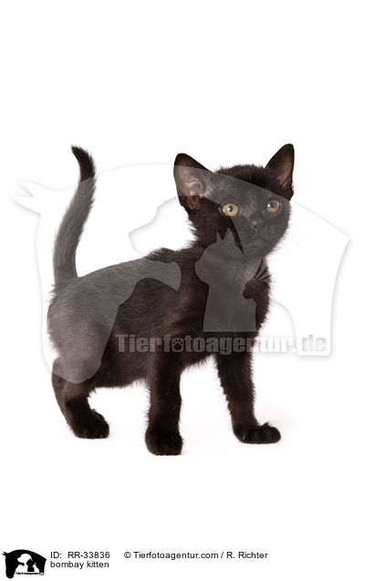 Bombay Ktzchen / bombay kitten / RR-33836