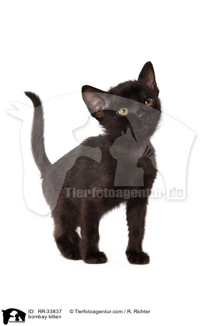 Bombay Ktzchen / bombay kitten / RR-33837