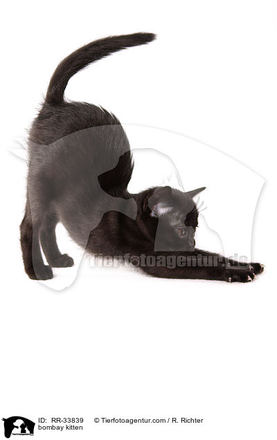 Bombay Ktzchen / bombay kitten / RR-33839