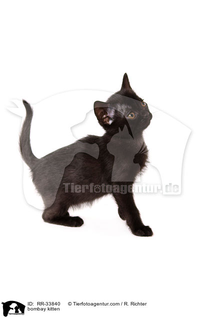 Bombay Ktzchen / bombay kitten / RR-33840