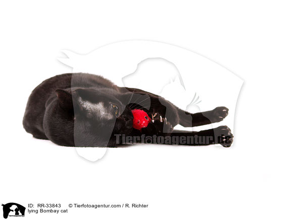 liegende Bombay / lying Bombay cat / RR-33843