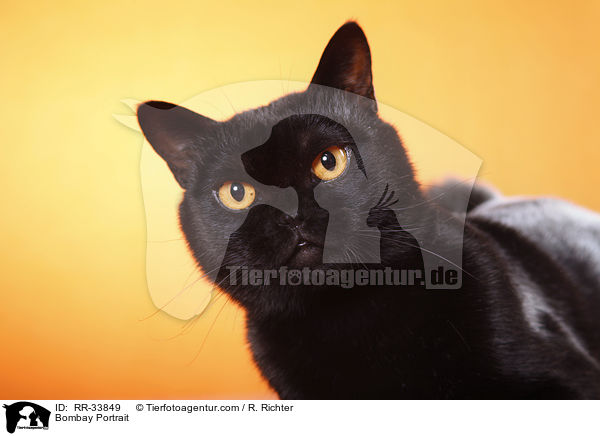 Bombay Portrait / Bombay Portrait / RR-33849