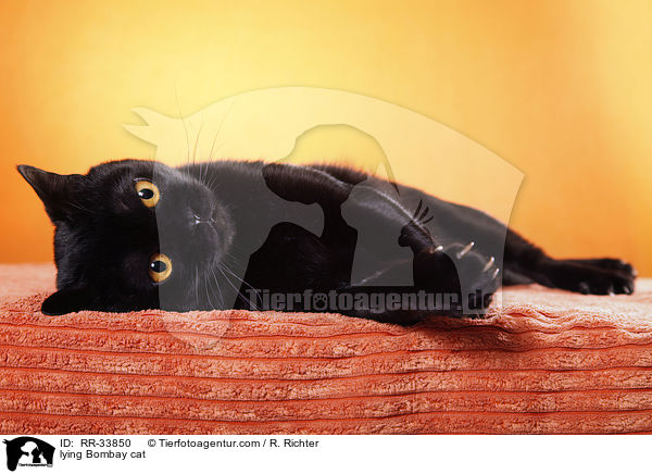 liegende Bombay / lying Bombay cat / RR-33850