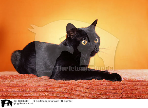 liegende Bombay / lying Bombay cat / RR-33851