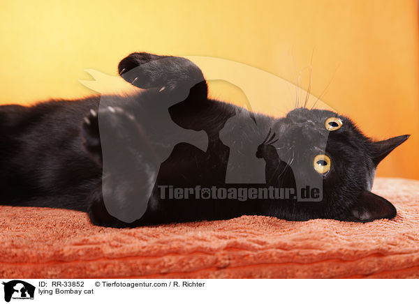 liegende Bombay / lying Bombay cat / RR-33852