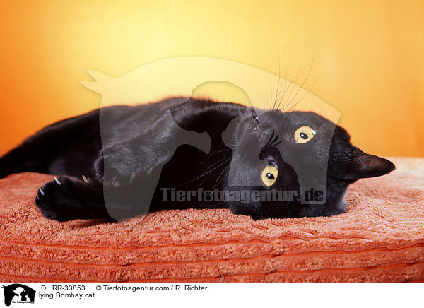 liegende Bombay / lying Bombay cat / RR-33853