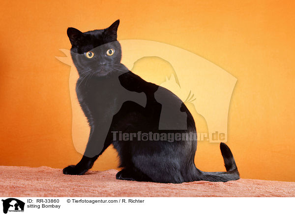 sitzende Bombay / sitting Bombay / RR-33860