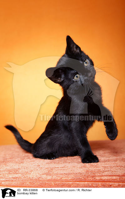 Bombay Ktzchen / bombay kitten / RR-33868