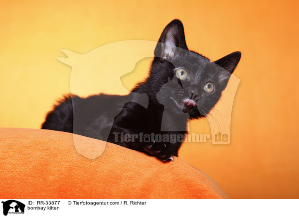 Bombay Ktzchen / bombay kitten / RR-33877