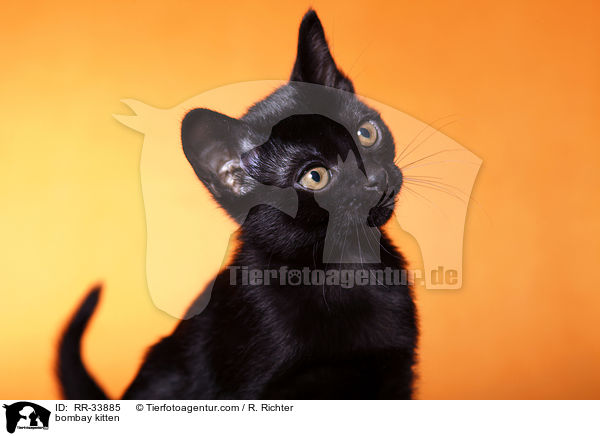 Bombay Ktzchen / bombay kitten / RR-33885