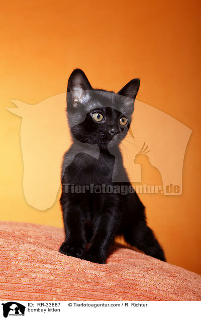 Bombay Ktzchen / bombay kitten / RR-33887