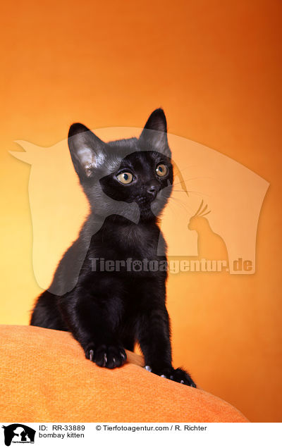 Bombay Ktzchen / bombay kitten / RR-33889