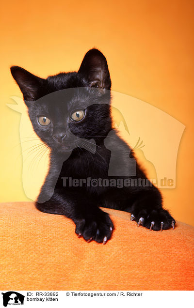 Bombay Ktzchen / bombay kitten / RR-33892