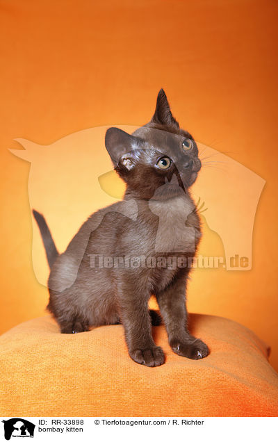 Bombay Ktzchen / bombay kitten / RR-33898
